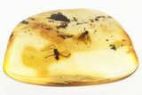 Fossil Scale Insect (Margarodidae?) w/ Spread Wings in Baltic Amber #330645-1